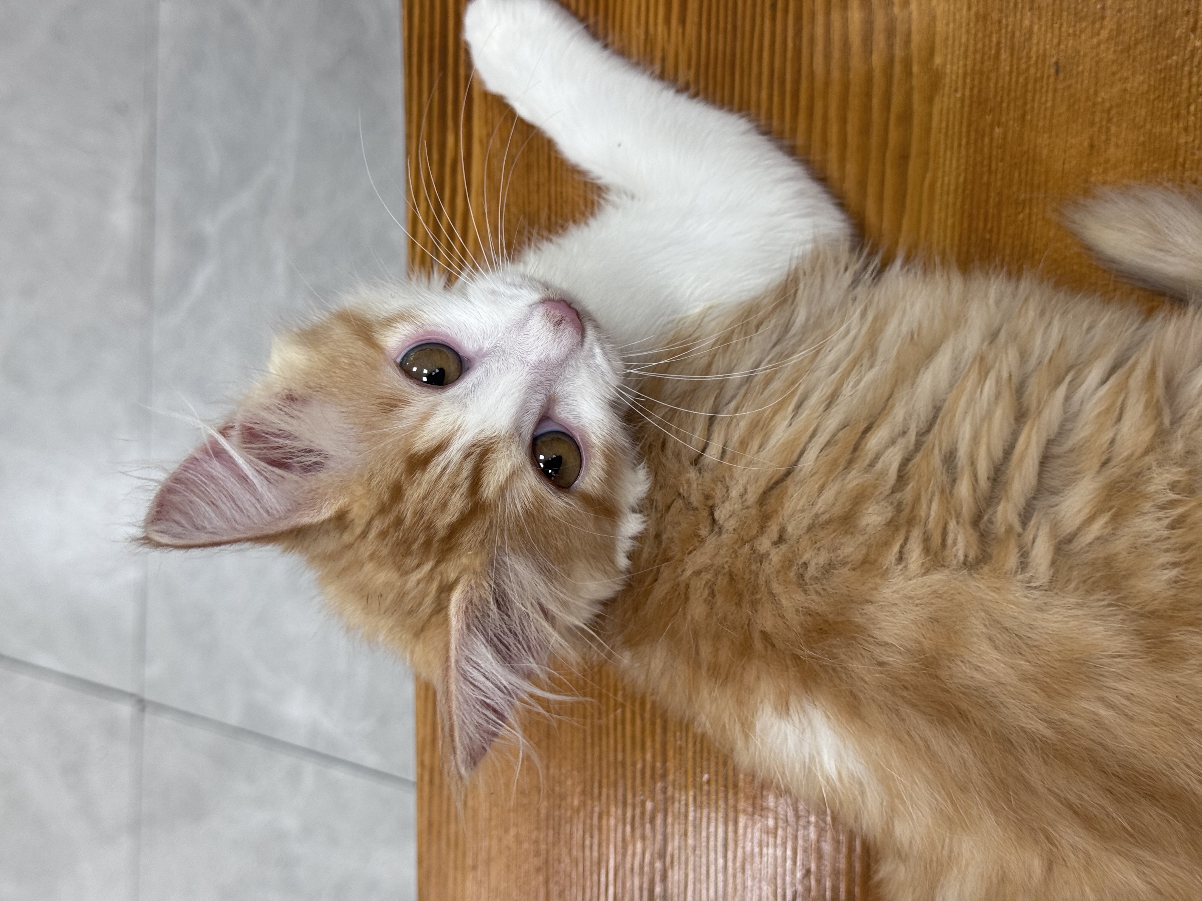 1Panel（服务器管理面板）部署及简单使用示例