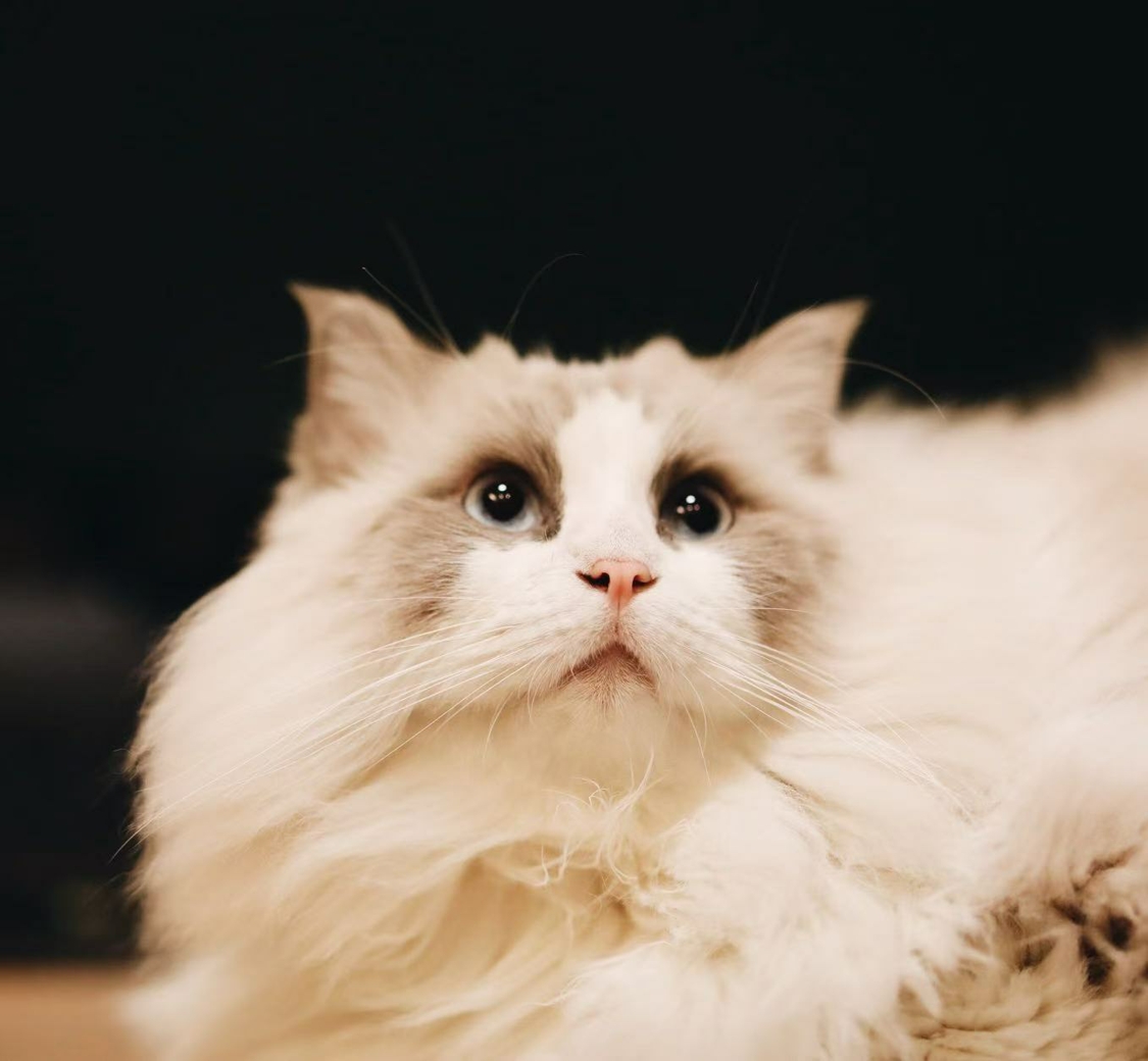 欢迎来到魔法猫窝！